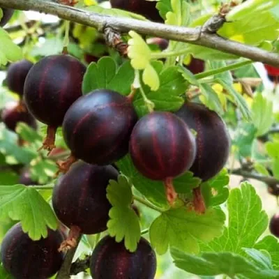 Крыжовник СЕВЕРНЫЙ КАПИТАН  Крыжовник СЕВЕРНЫЙ КАПИТАН в Кемерово