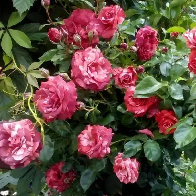 Саженцы роз БРАУНИ плетистая — описание сорта Саженцы роз БРАУНИ плетистая в Кемерово