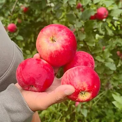 Яблоня АКСЕНА в Кемерово