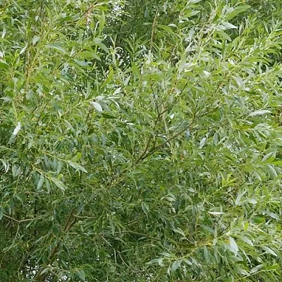 Ива ВИТЕЛЛИНА белая   Ива ВИТЕЛЛИНА белая  в Кемерово