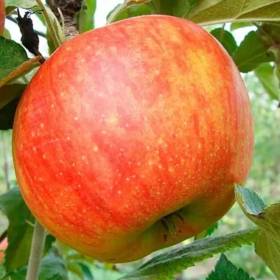 Яблоня ЦЕЛЕСТЕ в Кемерово