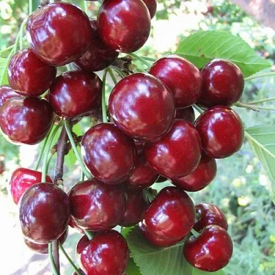 Черешня ОДРИНКА в Кемерово