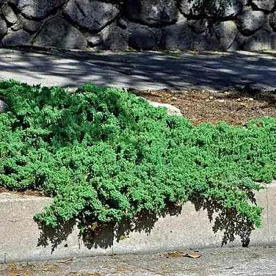 Можжевельник НАНА лежачий  Можжевельник НАНА лежачий в Кемерово