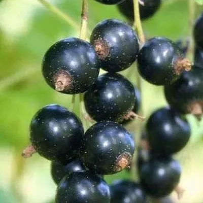 Смородина черная СТРЕЛЕЦ  Смородина черная СТРЕЛЕЦ в Кемерово