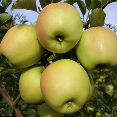 Яблоня СКИФСКОЕ ЗОЛОТО  Яблоня СКИФСКОЕ ЗОЛОТО в Кемерово
