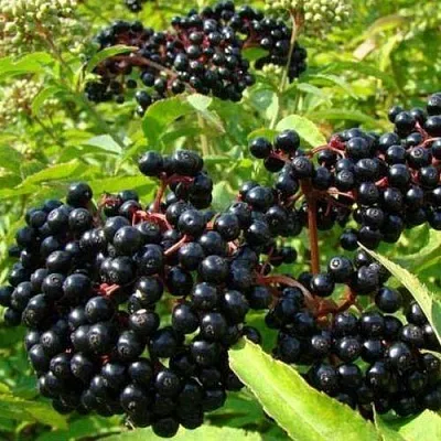 Бузина черная БАГАЦЦЕ в Кемерово