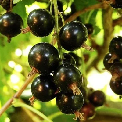 Смородина чёрная НАРА  Смородина чёрная НАРА в Кемерово