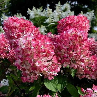 Гортензия ПИНК ДАЙМОНД метельчатая  Гортензия ПИНК ДАЙМОНД метельчатая в Кемерово