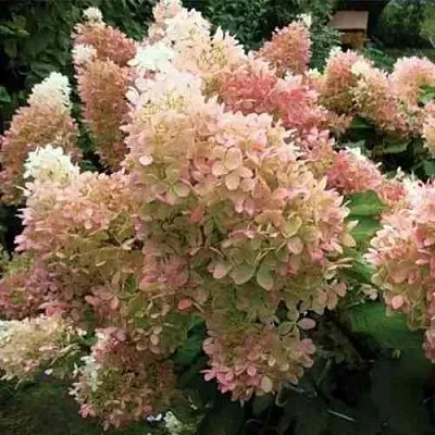 Гортензия ФАНТОМ метельчатая  Гортензия ФАНТОМ метельчатая в Кемерово