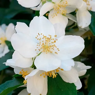 Жасмин ЮСТИНКА в Кемерово