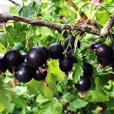 Йошта КРЫМСКАЯ  Йошта КРЫМСКАЯ в Кемерово