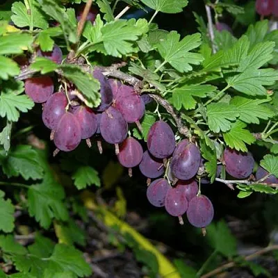 Крыжовник ГРУШЕНЬКА  Крыжовник ГРУШЕНЬКА в Кемерово