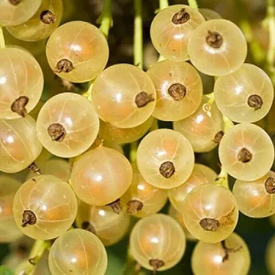 Смородина белая СМОЛЬЯНИНОВСКАЯ в Кемерово