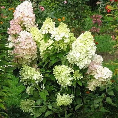 Гортензия БОМБШЕЛ метельчатая  Гортензия БОМБШЕЛ метельчатая в Кемерово