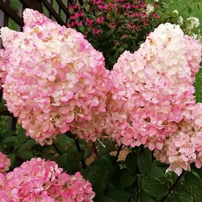 Гортензия МЭДЖИКАЛ КЭНДЛ метельчатая  Гортензия МЭДЖИКАЛ КЭНДЛ метельчатая в Кемерово