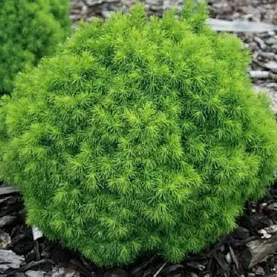 Ель АЛЬБЕРТА ГЛОБ сизая  Ель АЛЬБЕРТА ГЛОБ сизая в Кемерово