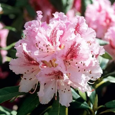 Рододендрон ЧИР  Рододендрон ЧИР в Кемерово