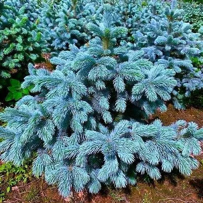 Ель СУПЕР БЛЮ СИДЛИНГ колючая  Ель СУПЕР БЛЮ СИДЛИНГ колючая в Кемерово
