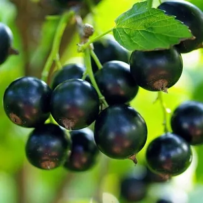 Смородина чёрная ВЕЛОЙ (ЛЕНИНГРАДСКАЯ СЛАДКАЯ) в Кемерово