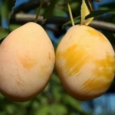 Слива ВАШИНГТОН в Кемерово