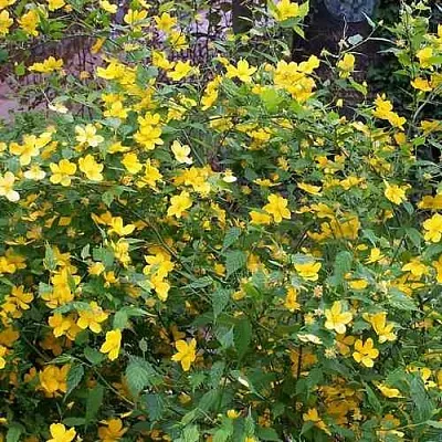 Керрия японская ГОЛДЕН ГИНЕЯ  Керрия японская ГОЛДЕН ГИНЕЯ в Кемерово