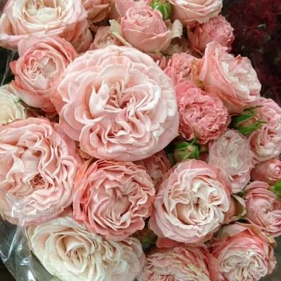 Саженцы роз МАДАМ БОМБАСТИК спрей  Саженцы роз МАДАМ БОМБАСТИК спрей в Кемерово