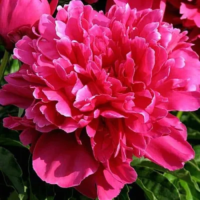 Пион ВИКТУАР ДЕ ЛА МАРН травянистый  Пион ВИКТУАР ДЕ ЛА МАРН травянистый в Кемерово