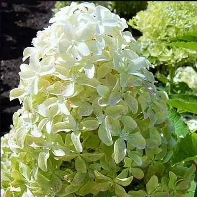 Гортензия МЭДЖИКАЛ ЛАЙМ СПАРКЛ метельчатая  Гортензия МЭДЖИКАЛ ЛАЙМ СПАРКЛ метельчатая в Кемерово