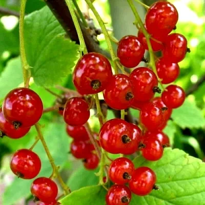 Смородина красная КОРАЛЛОВАЯ  Смородина красная КОРАЛЛОВАЯ в Кемерово