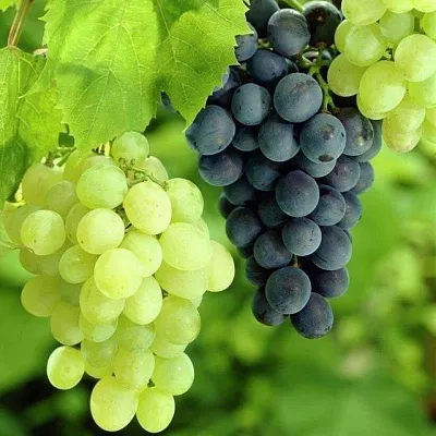 Столовый  Столовый в Кемерово