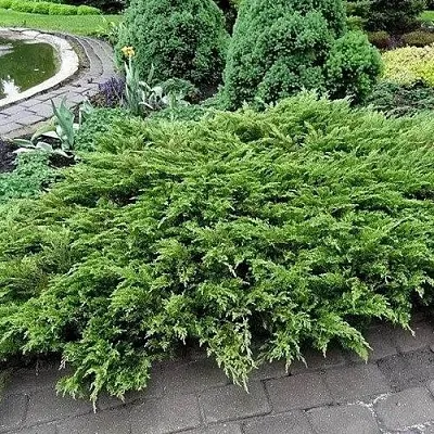 Можжевельник РОКЕРИ ДЖЕМ казацкий  Можжевельник РОКЕРИ ДЖЕМ казацкий в Кемерово