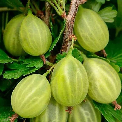 Крыжовник УРАЛЬСКИЙ ИЗУМРУД  Крыжовник УРАЛЬСКИЙ ИЗУМРУД в Кемерово