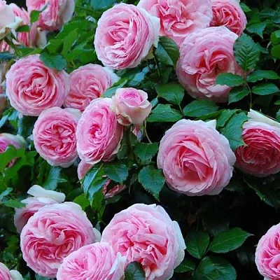 Саженцы роз ПЬЕР ДЕ РОНСАР плетистая  Саженцы роз ПЬЕР ДЕ РОНСАР плетистая в Кемерово