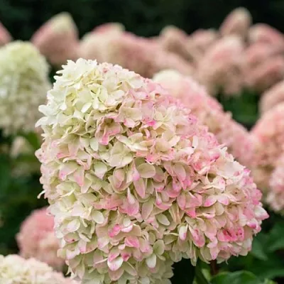 Гортензия САММЕР ЛАВ метельчатая  Гортензия САММЕР ЛАВ метельчатая в Кемерово