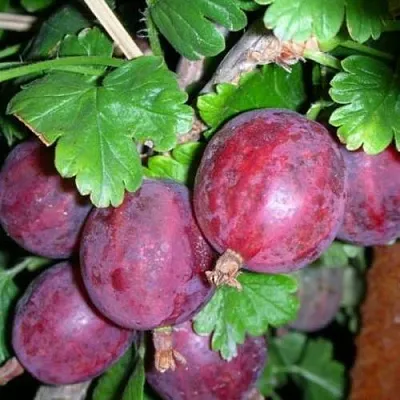 Крыжовник КОЛОБОК  Крыжовник КОЛОБОК в Кемерово