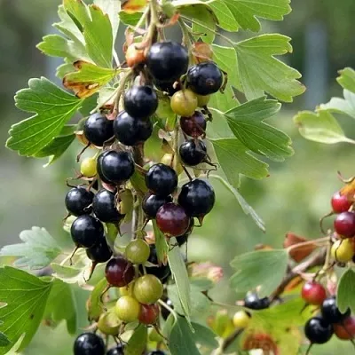 Смородина золотистая ПЛОТНОМЯСАЯ  Смородина золотистая ПЛОТНОМЯСАЯ в Кемерово