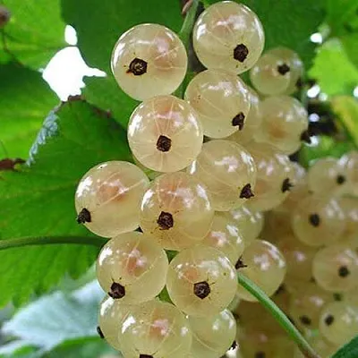 Смородина белая ЮТЕРБОРГСКАЯ  Смородина белая ЮТЕРБОРГСКАЯ в Кемерово