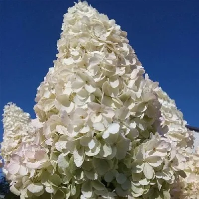 Гортензия ПОЛАР БИР метельчатая  Гортензия ПОЛАР БИР метельчатая в Кемерово