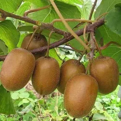 Актинидия ХЕЙВАРД деликатесная   Актинидия ХЕЙВАРД деликатесная  в Кемерово