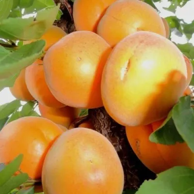 Абрикос ДЕСЕРТНЫЙ — описание сорта Абрикос ДЕСЕРТНЫЙ в Кемерово