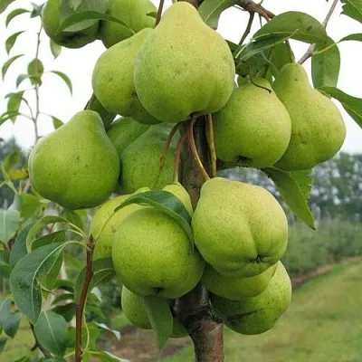 Груша ДЕКОР колонновидная в Кемерово