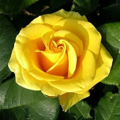 Саженцы роз ПАПИЛОН чайно-гибридная в Кемерово