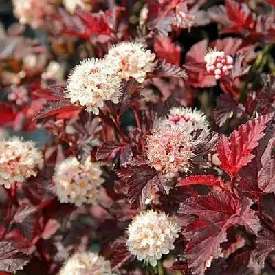 Пузыреплодник ЛЕДИ ИН РЕД  Пузыреплодник ЛЕДИ ИН РЕД в Кемерово