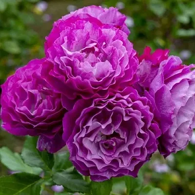 Саженцы роз БЛЮ ЭДЕН  флорибунда в Кемерово