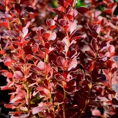 Барбарис ВУЛКАНО тунберга  Барбарис ВУЛКАНО тунберга в Кемерово