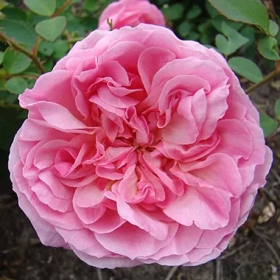 Саженцы роз ХАЙДИ ХОЛЛ английская  Саженцы роз ХАЙДИ ХОЛЛ английская в Кемерово