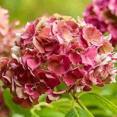 Гортензия ПРЕЦИОЗА пильчатая в Кемерово