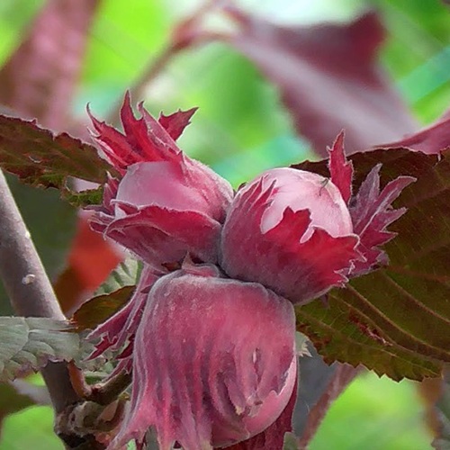 Фундук КАРДИНАЛ в Кемерово