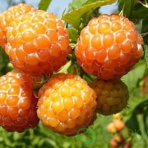 Малина КУМБЕРЛЕНД желтая в Кемерово