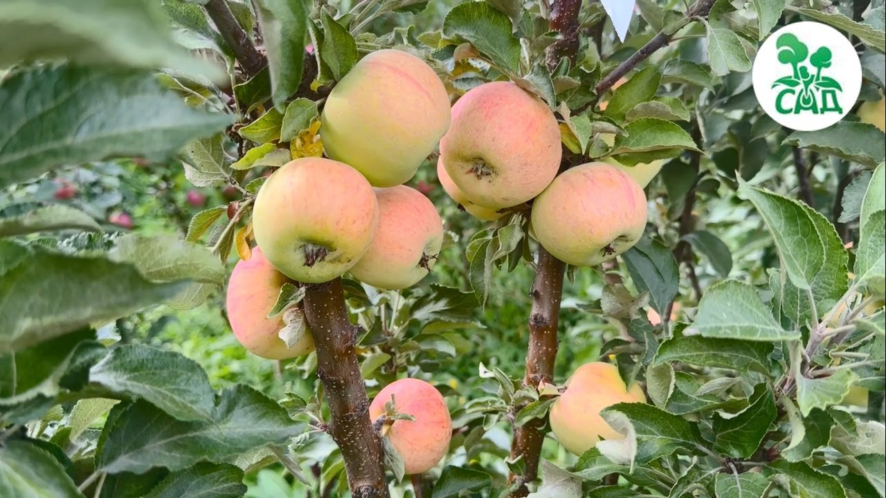 Превью видео